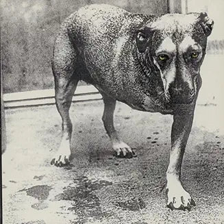 Alice in Chains - Alice in Chains - Vyle Vinyl
